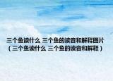 三个鱼读什么 三个鱼的读音和解释图片（三个鱼读什么 三个鱼的读音和解释）