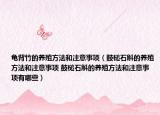 龟背竹的养殖方法和注意事项（鼓槌石斛的养殖方法和注意事项 鼓槌石斛的养殖方法和注意事项有哪些）