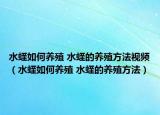 水蛭如何养殖 水蛭的养殖方法视频（水蛭如何养殖 水蛭的养殖方法）