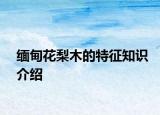 缅甸花梨木的特征知识介绍