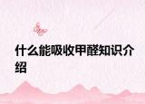 什么能吸收甲醛知识介绍
