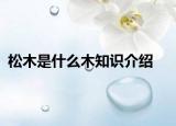 松木是什么木知识介绍